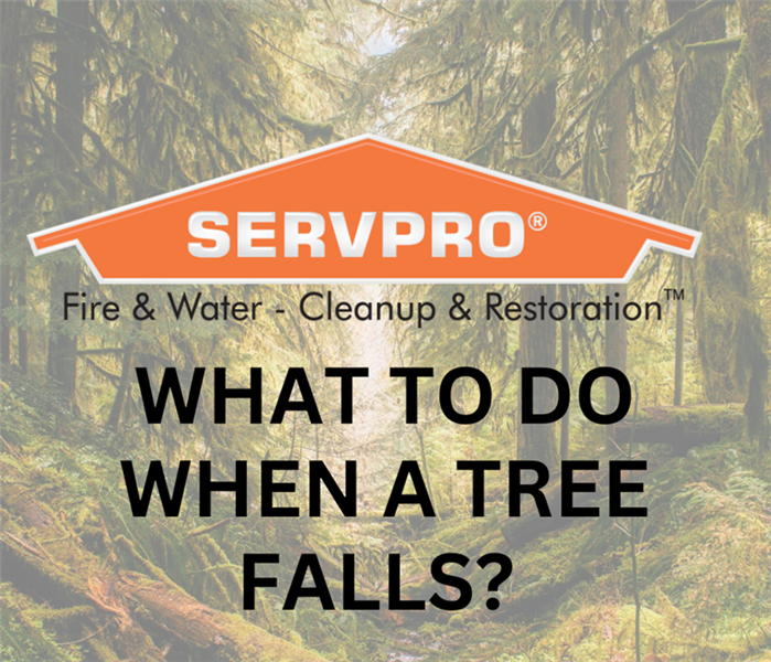 tree in background with SERVPRO logo