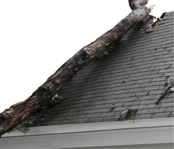 fallen tree on roof of house